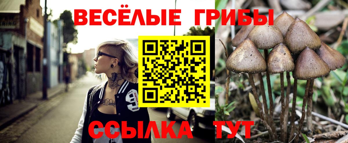 Псилоцибиновые грибы Psilocybe Таганрог